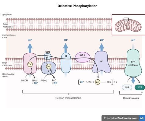 Oxidative phosphorylation .